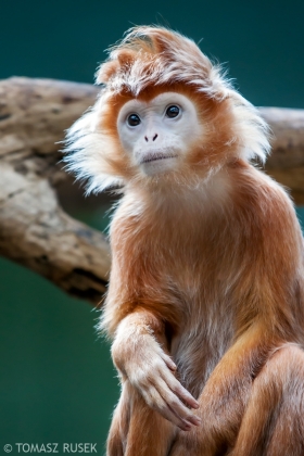East Javan langur, Antwerp Zoo, Belgium