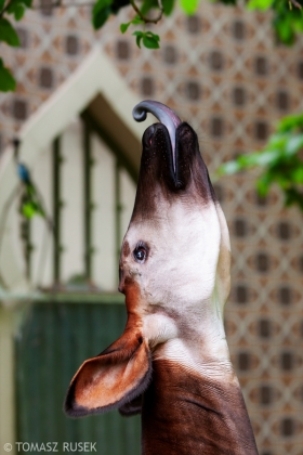 Okapi, Antwerp Zoo, Belgium