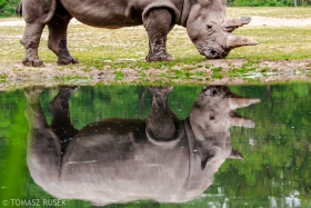 Southern white rhino, Burger's Zoo, Arnhem, the Netherlands