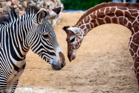 Grevy's zebra and reticulated giraffe, Artis Zoo, Amsterdam, the Netherlands