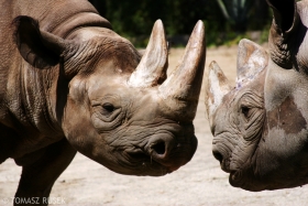 Eastern black rhinoceroses, Dvůr Králové Zoo, Czech Republic