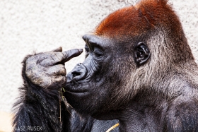 Western lowland gorilla, Dvůr Králové Zoo, Czech Republic