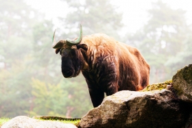 Mishmi takin on a misty morning, Gdańsk Zoo, Poland
