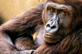 Western lowland gorilla, Erlebnis Zoo Hannover, Germany