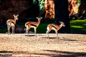 Thomson's gazelle, Erlebnis Zoo Hannover, Germany