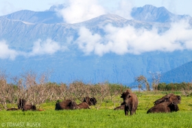American bison,  Alaska