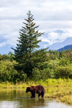 Grizzly bear, Alaska