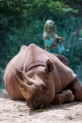 Eastern black rhinoceros, Cologne Zoo, Germany