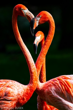 Greater flamingos, Cologne Zoo, Germany