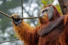Sumatran orangutan, Lisbon Zoo, Portugal