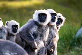 Northern Plains grey langurs, Ostrava Zoo, Czech Republic