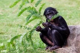 Bonobo, Planckendael, Belgium