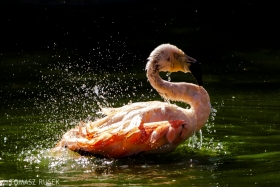 Chilean flamingo, Planckendael, Belgium