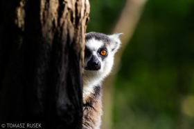 Ring-tailed lemur, Planckendael, Belgium