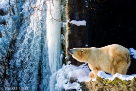 Polar bear, Prague Zoo, Czech Republic