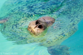 Harbour Seal, Reykjavík Zoo, Iceland