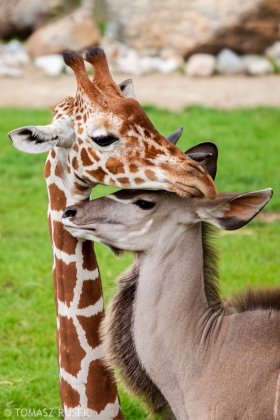 Reticulated giraffe and greater kudu, Blijdorp Zoo, Rotterdam, the Netherlands