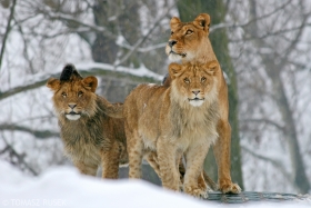 African lions, Warsaw Zoo, Poland