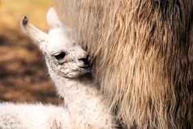 Llama, Warsaw Zoo, Poland